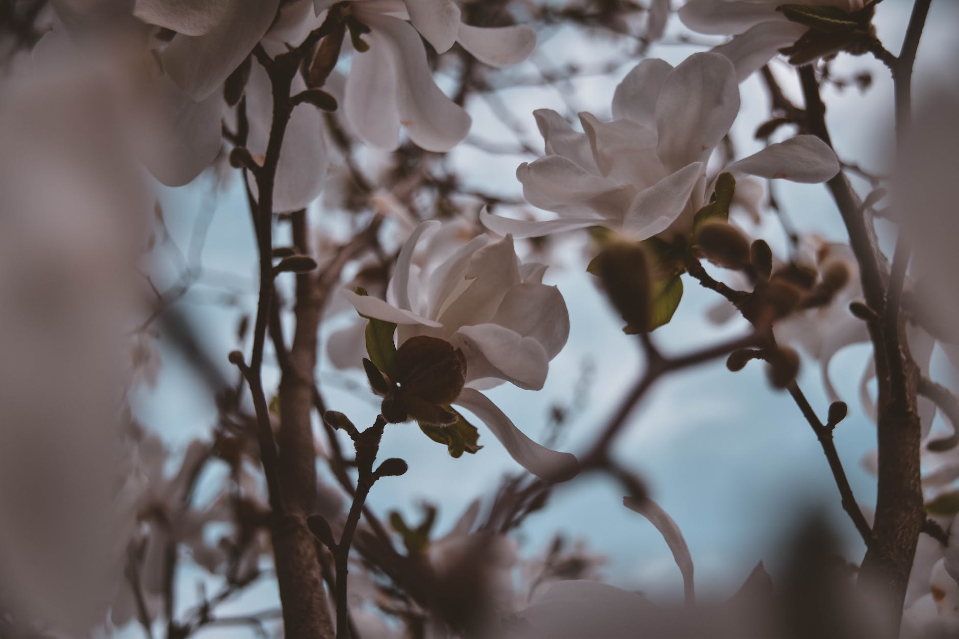 closeup photography of white magnolia flowers