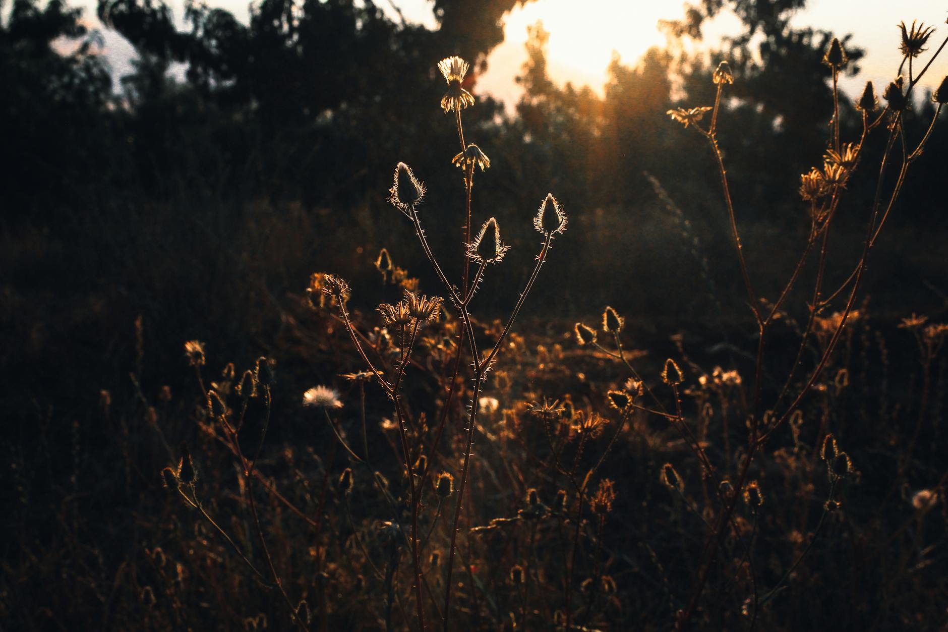 sunset in the grass