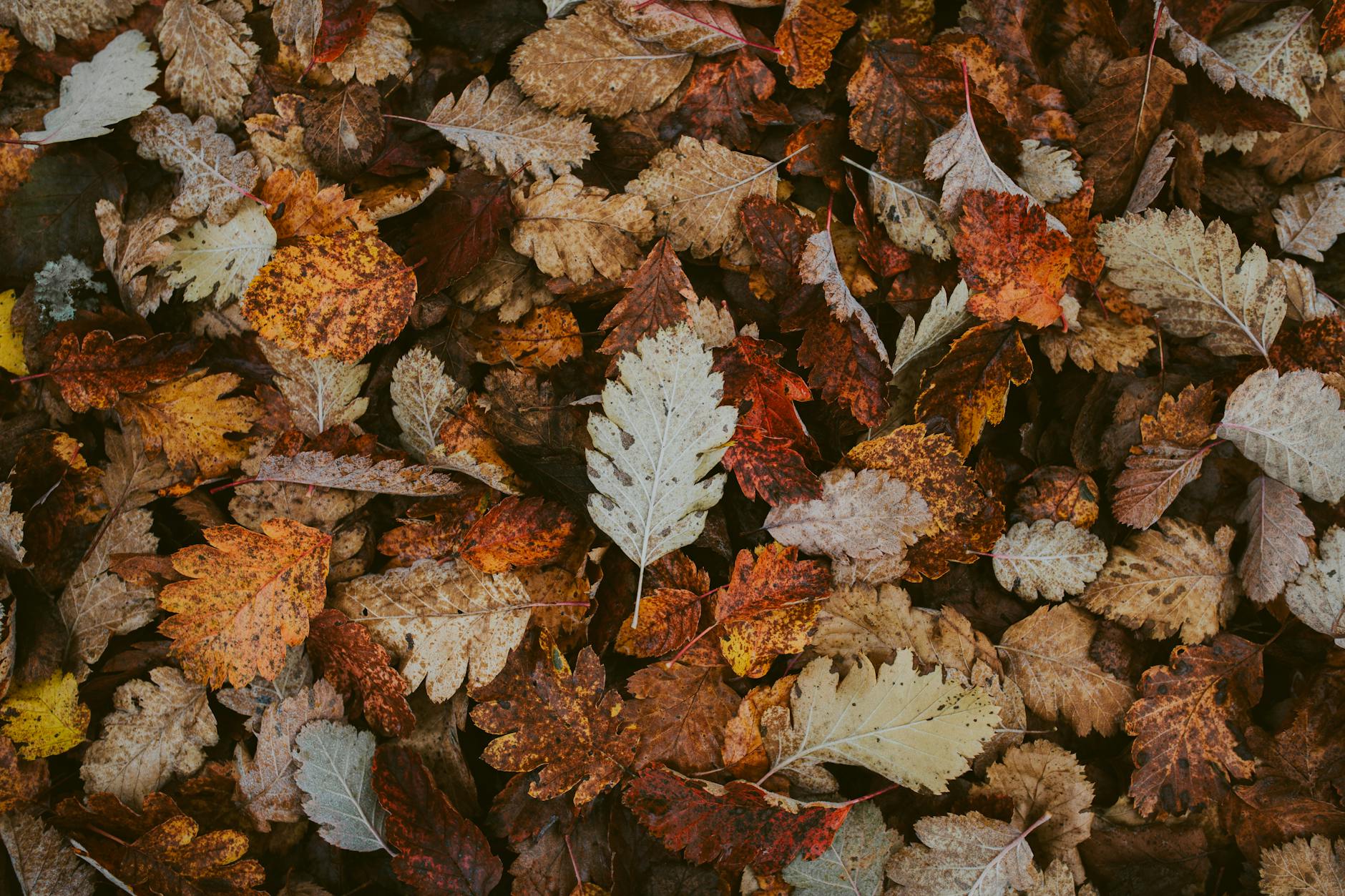 shallow focus photo of dry leaves